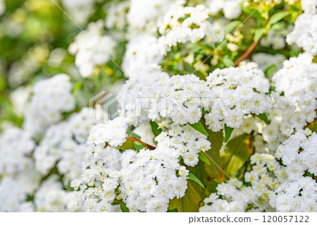 Kodemari圖像（照片素材） 120057122