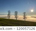 Sunlit Trees Emerging Above a Foggy Landscape.  120057126