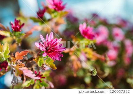 autumn chrysanthemum flowers in garden 120057232