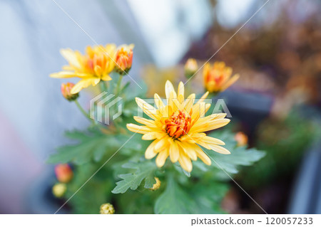 autumn chrysanthemum flowers in garden 120057233