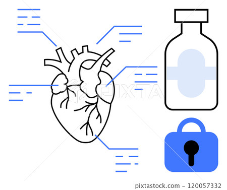 Detailed anatomical heart sketch with labeled parts. Adjacent bottle and lock icons suggest themes of health, medical treatment, and security. Ideal for education, healthcare, medical awareness 120057332