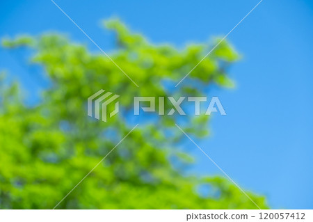樹木與藍天背景圖(鏡頭虛化照片素材) 樹木與藍天背景圖(鏡頭虛化照片素材) 120057412
