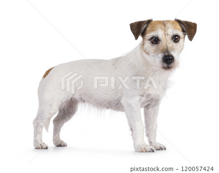 Jack Russell dog on white background Jack Russell dog on white background 120057424
