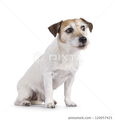 Jack Russell dog on white background Jack Russell dog on white background 120057425