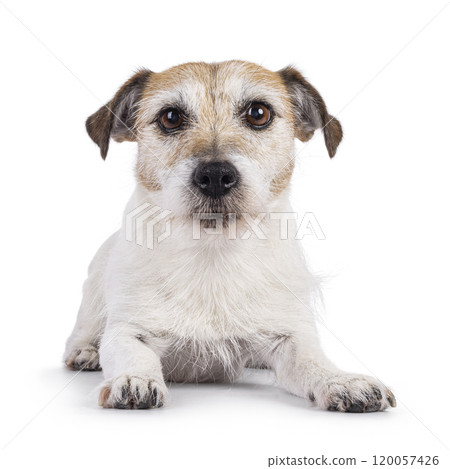 Jack Russell dog on white background Jack Russell dog on white background 120057426