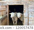 Two curious sheep standing in the doorway of a rustic wooden barn. Perfect for themes related to farming, rural life, and animals. 120057478