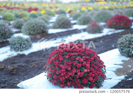Zakuru菊花 120057576