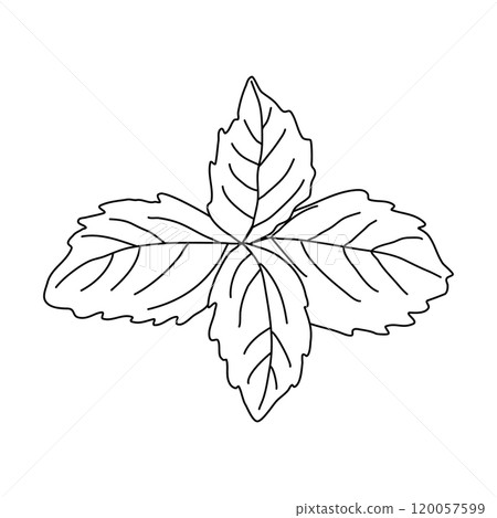 Basil leaves for menu design and recipes, doodle style flat vector outline for coloring book 120057599