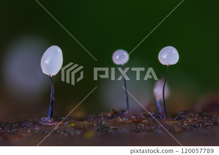 Comatricha is a species of slime mold. Found in moist environments, where it feeds on bacteria, fungi, and others. Research subjects in the fields of biology, physics, and computer science 120057789