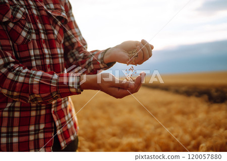 Ripe grains, ears of wheat in hands of farmer. Environmentally friendly product. Agricultural growth 120057880
