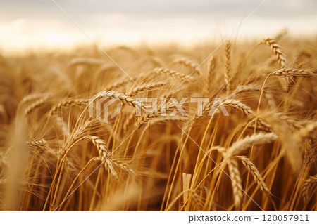 Amazing background of ripening ears of yellow wheat field against the blue sky. Agricultural farm. 120057911