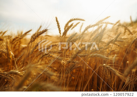 Amazing background of ripening ears of yellow wheat field against the blue sky. Agricultural farm. Amazing background of ripening ears of yellow wheat field against the blue sky. Agricultural farm. 120057922