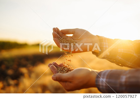 Hands Of A Farmer Close-up Holding A Handful Of Wheat Grains In A Wheat Field. Growth nature harvest Hands Of A Farmer Close-up Holding A Handful Of Wheat Grains In A Wheat Field. Growth nature harvest 120057927
