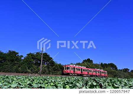 The Choshi Electric Railway runs through a cabbage field under a clear blue sky. 120057947
