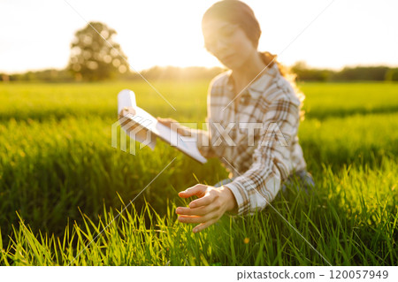 Ears of green wheat in the hands of a farmer. New harvest concept. Ears of green wheat in the hands of a farmer. New harvest concept. 120057949