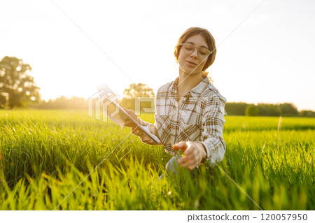 Ears of green wheat in the hands of a farmer. New harvest concept. 120057950