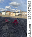 Fallen autumn leaves in a residential area 120057992