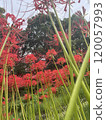 Higishioka and sky 120057993