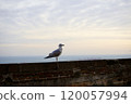 Seagull standing in a tetra pot 120057994