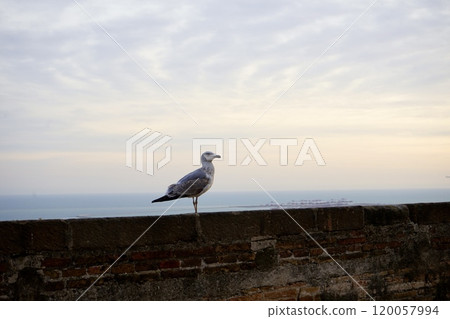 Seagull standing in a tetra pot 120057994