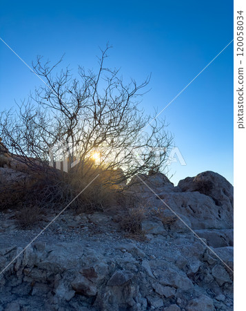 Sunrise Over Rocky Terrain With a Bare Tree Silhouetted Against a Clear Sky in a Desert Landscape 120058034