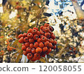 Autumn red fruit 120058055