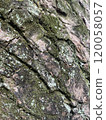 mossy bark 120058057