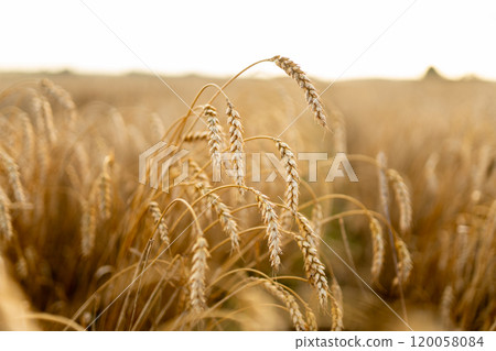 Close-up of ripe golden wheat in an agricultural field. Harvest growth. Business concept. 120058084