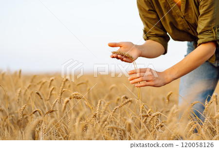 Woman farmer works in a ripe wheat field and inspects the crop. Agricultural management. Woman farmer works in a ripe wheat field and inspects the crop. Agricultural management. 120058126