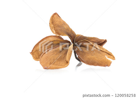 dry plumeria isolated on white background dry plumeria isolated on white background 120058258