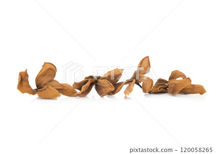 dry plumeria isolated on white background dry plumeria isolated on white background 120058265