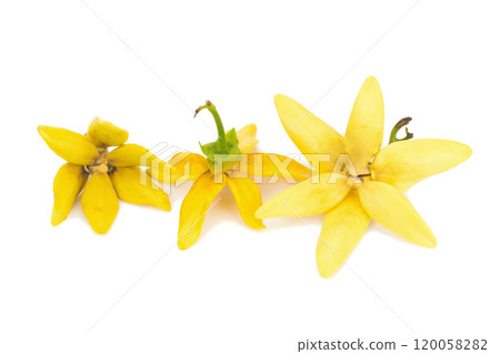 flower climbing ylang-ylang, climbing ilang-ilang, manorangini isolated on white background 120058282