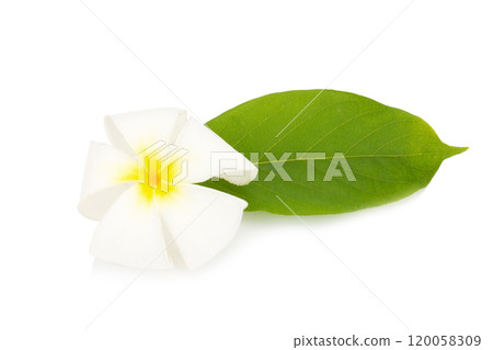 flower frangipani. plumeria. isolated on white background 120058309