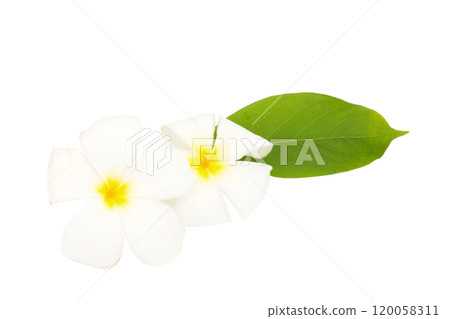 flower frangipani. plumeria. isolated on white background 120058311