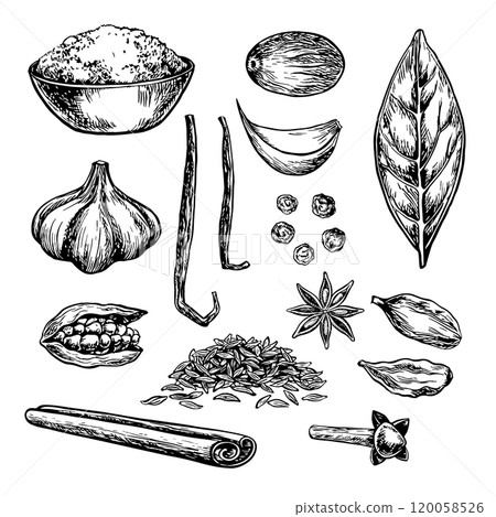 Clip art with spices. Vector graphics depicting aromatic culinary spices of various types. Black and white hand-drawn illustrations. On a white background. For culinary recipes, menus, posters, labels Clip art with spices. Vector graphics depicting aromatic culinary spices of various types. Black and white hand-drawn illustrations. On a white background. For culinary recipes, menus, posters, labels 120058526