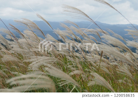 日本雪鬆的耳朵。 120058635