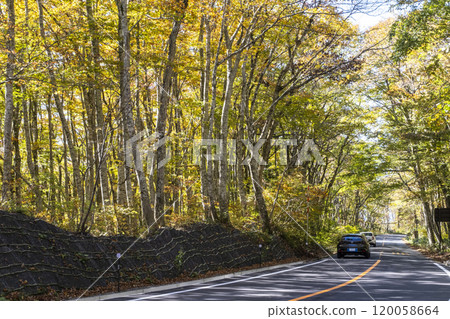 Autumn leaves of beech trees in Mt. Daisen (around Kagikake Pass) 120058664