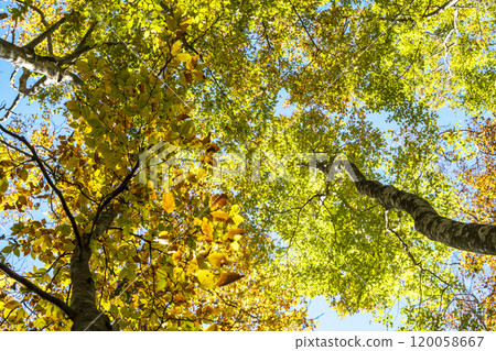 Autumn leaves of beech trees in Mt. Daisen (around Kagikake Pass) 120058667