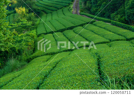 Lush green tea fields photographed in Ujitawara Town, Tsuzuku District, Kyoto Prefecture Lush green tea fields photographed in Ujitawara Town, Tsuzuku District, Kyoto Prefecture 120058711