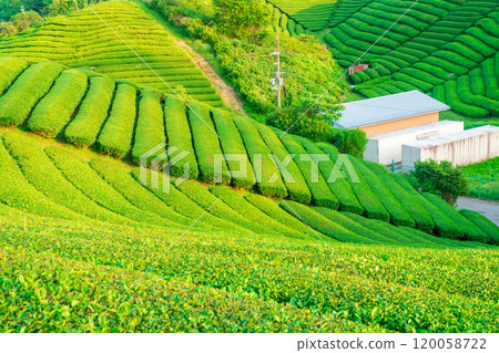 Lush green tea fields photographed in Ujitawara Town, Tsuzuku District, Kyoto Prefecture Lush green tea fields photographed in Ujitawara Town, Tsuzuku District, Kyoto Prefecture 120058722