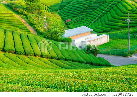 Lush green tea fields photographed in Ujitawara Town, Tsuzuku District, Kyoto Prefecture Lush green tea fields photographed in Ujitawara Town, Tsuzuku District, Kyoto Prefecture 120058723
