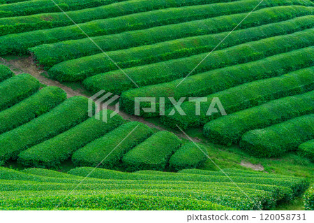 拍攝於京都府都築郡宇治田原町鬱鬱蔥蔥的茶園 120058731