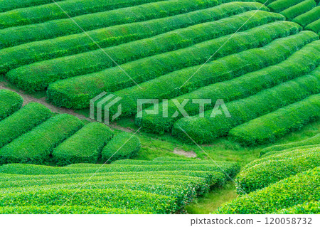 拍攝於京都府都築郡宇治田原町鬱鬱蔥蔥的茶園 120058732