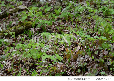 Freshwater leek 120058742