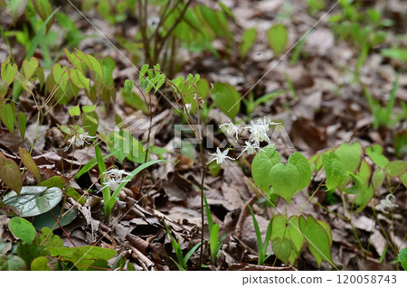 Freshwater leek 120058743