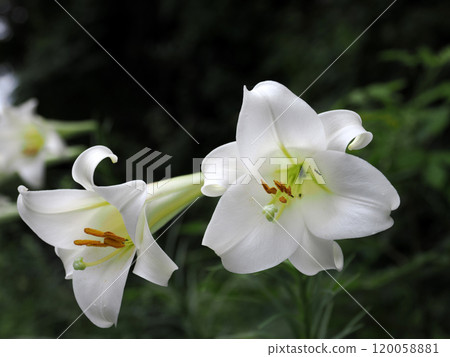 高砂百合(白百合) 高砂百合(白百合) 120058881