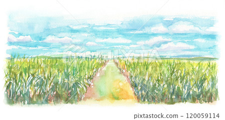 甘蔗田的水彩風景圖 120059114
