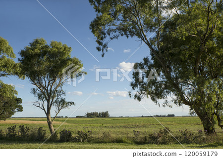 Landscape Blue sky and green pasture fields 120059179