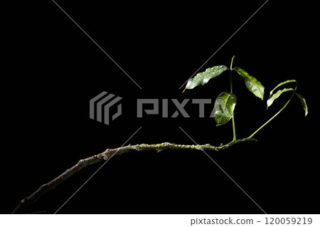 Leaf with water droplets in front of a black background 120059219