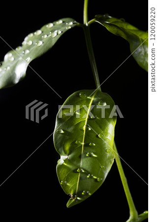 有水滴的葉子在黑背景前面 120059220